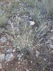 Bouteloua trifida
