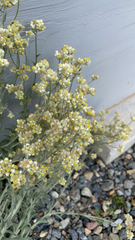 Pseudognaphalium stramineum