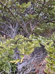 Nothofagus betuloides