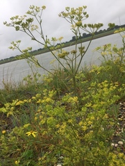 Pastinaca sativa sativa