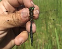 Somatochlora flavomaculata