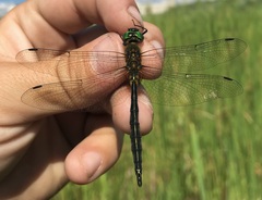 Somatochlora flavomaculata