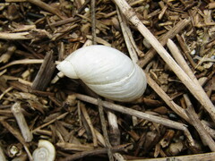 Succinea putris