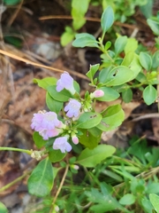 Clinopodium carolinianum