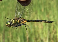 Somatochlora flavomaculata