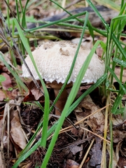 Macrolepiota procera