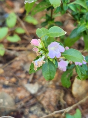 Clinopodium carolinianum