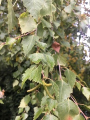 Betula pendula