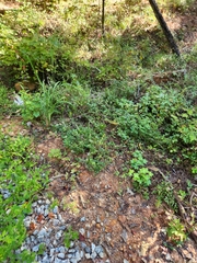 Clinopodium carolinianum