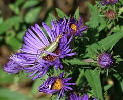 Oecanthus pini
