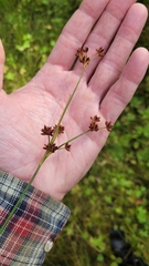 Juncus