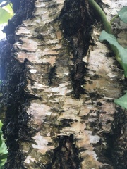 Betula pendula