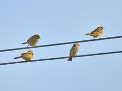 Emberiza calandra