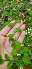Vaccinium elliottii