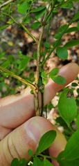 Vaccinium elliottii