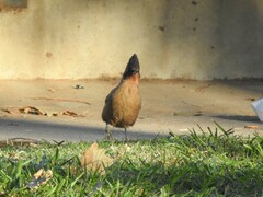 Pseudoseisura lophotes