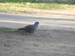 Patagioenas maculosa