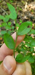 Vaccinium elliottii