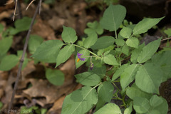 Solanum stoloniferum