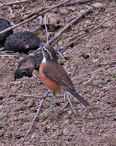Bolivian Warbling Finch (Poospiza boliviana), photo 4