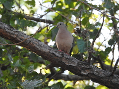 Zenaida auriculata