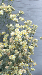 Pseudognaphalium stramineum