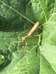 Mantis religiosa