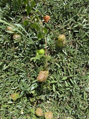 Cardiospermum halicacabum