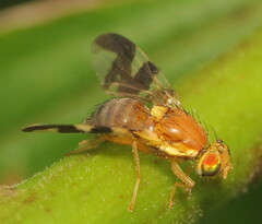 Rhagoletis suavis