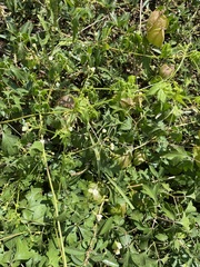 Cardiospermum halicacabum