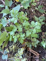 Chaerophyllum procumbens