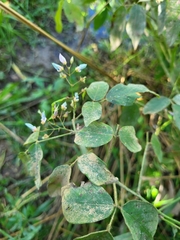 Faboideae