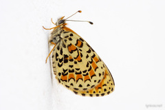 Melitaea trivia