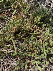 Selaginella rupestris