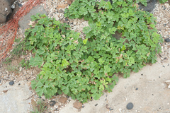 Peucedanum japonicum