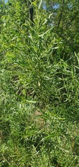 Baccharis neglecta