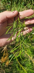 Baccharis neglecta