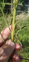 Baccharis neglecta
