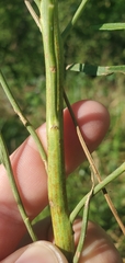 Baccharis neglecta