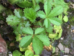 Potentilla anglica