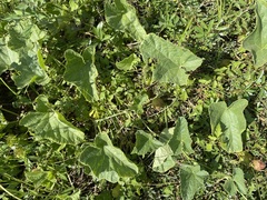 Cucumis melo
