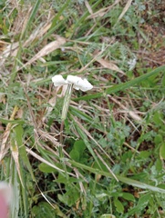 Silene undulata