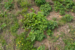 Peucedanum japonicum