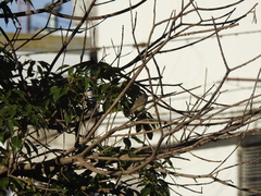 Camptostoma obsoletum