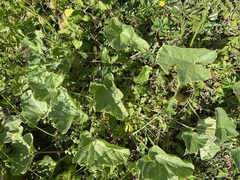 Cucumis melo