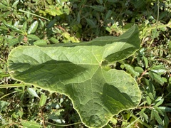 Cucumis melo