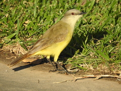 Machetornis rixosa