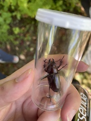 Lucanus capreolus
