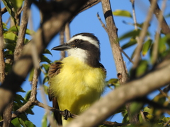 Pitangus sulphuratus