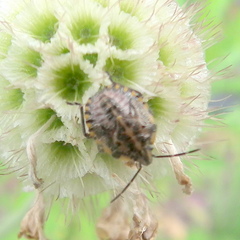 Agonoscelis versicoloratus